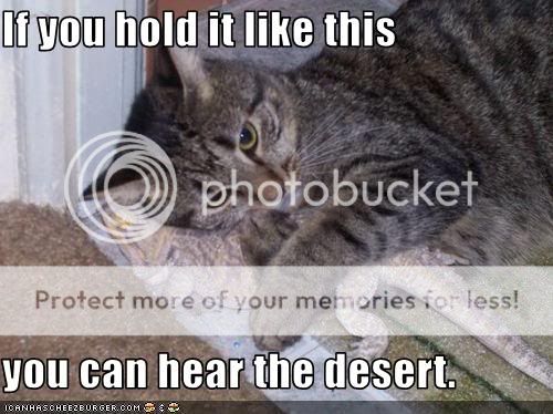 funny-pictures-cat-listens-to-the-desert.jpg