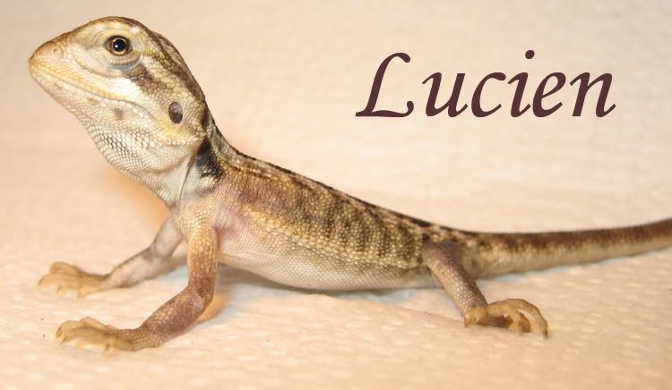 Lucien.jpg