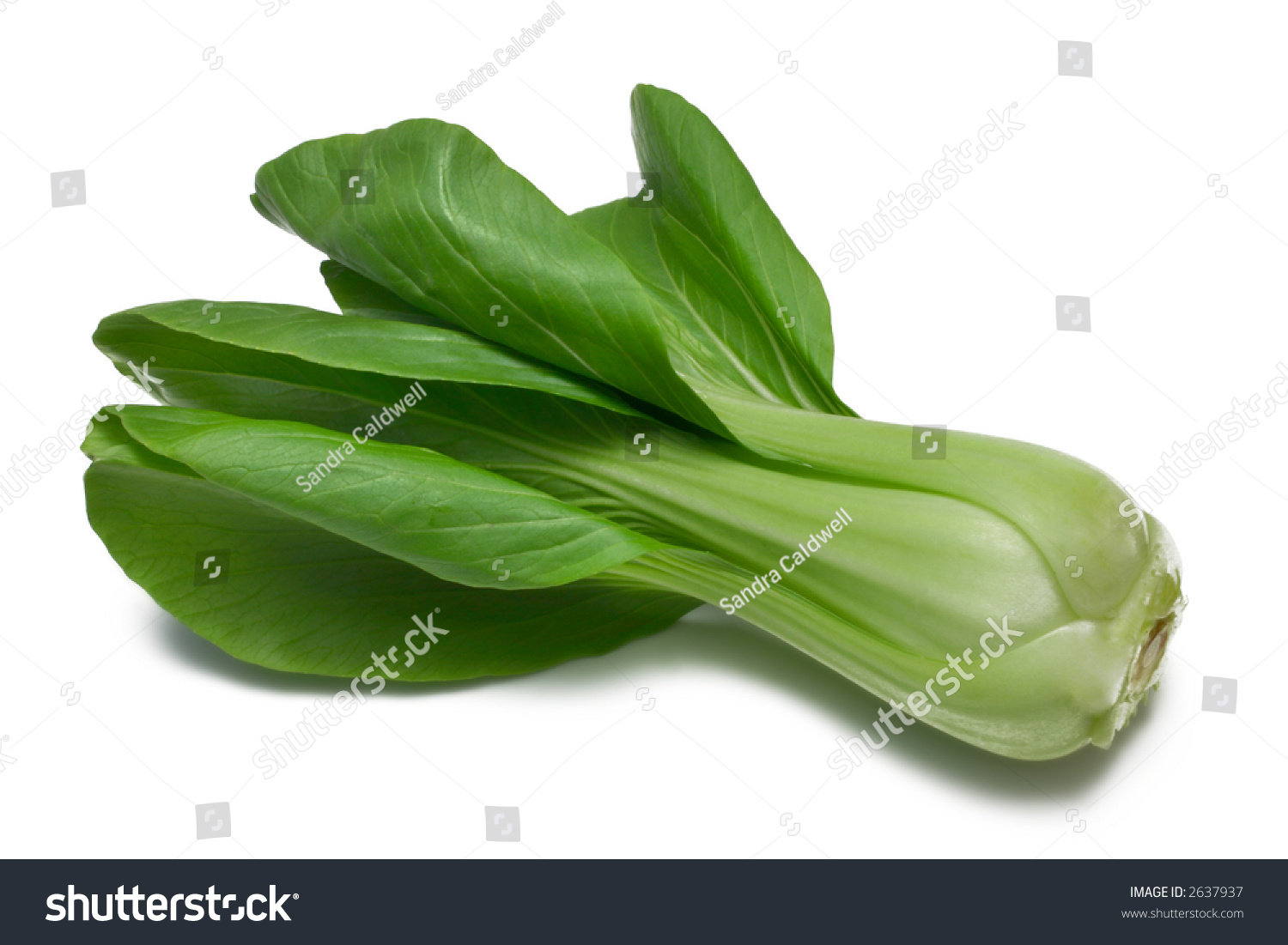 stock-photo-baby-pak-choy-chinese-cabbage-isolated-on-white-2637937.jpg