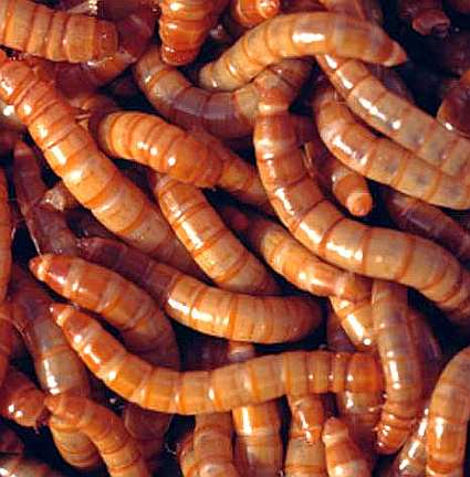 GiantMealworms-1.jpg