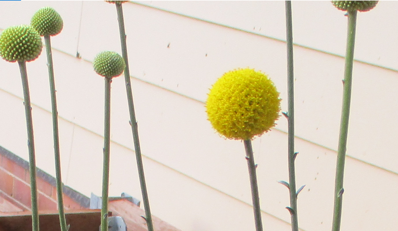 23august2021-billybuttons.png
