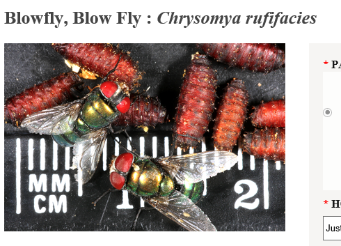 blowfly.png