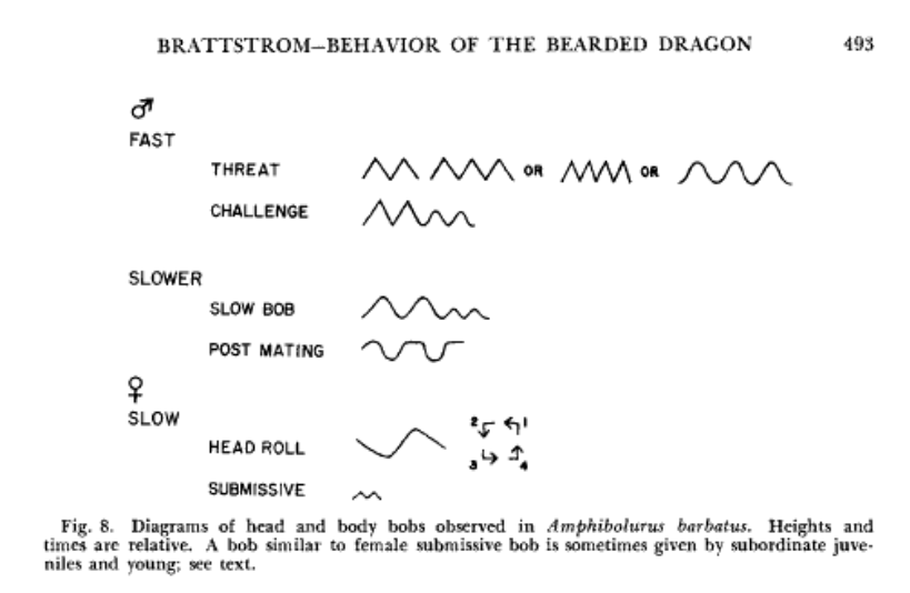 dragon-behaviours-social-bobbing-of-heads.png