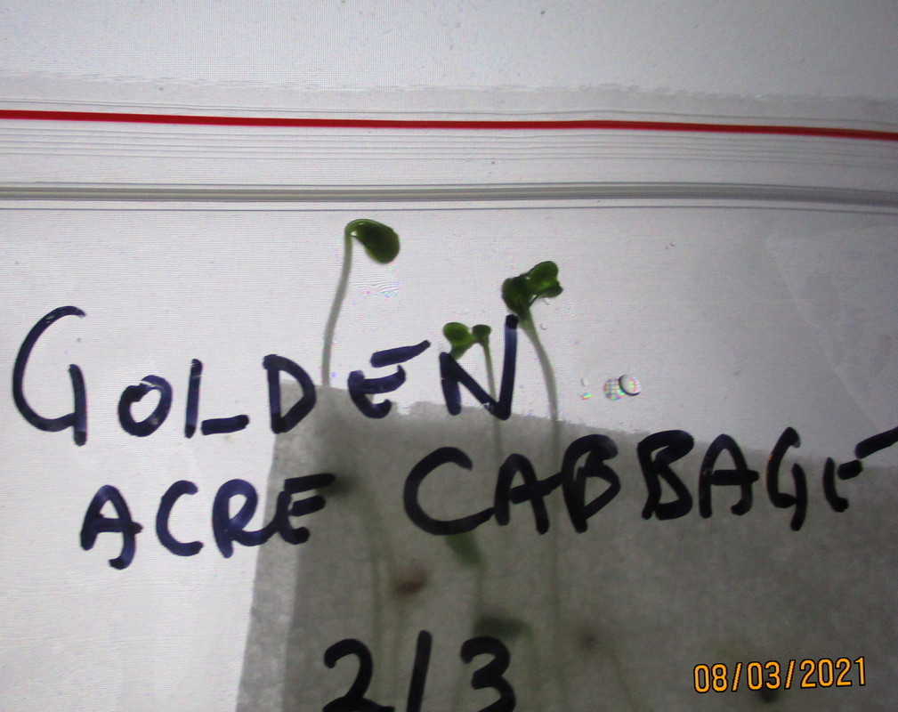 golden-cabbage-zoomed-in-on-leaf-devt-so-far.jpg
