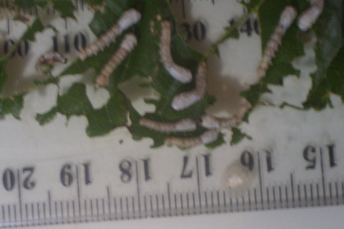 1-week-old-silkworms.png