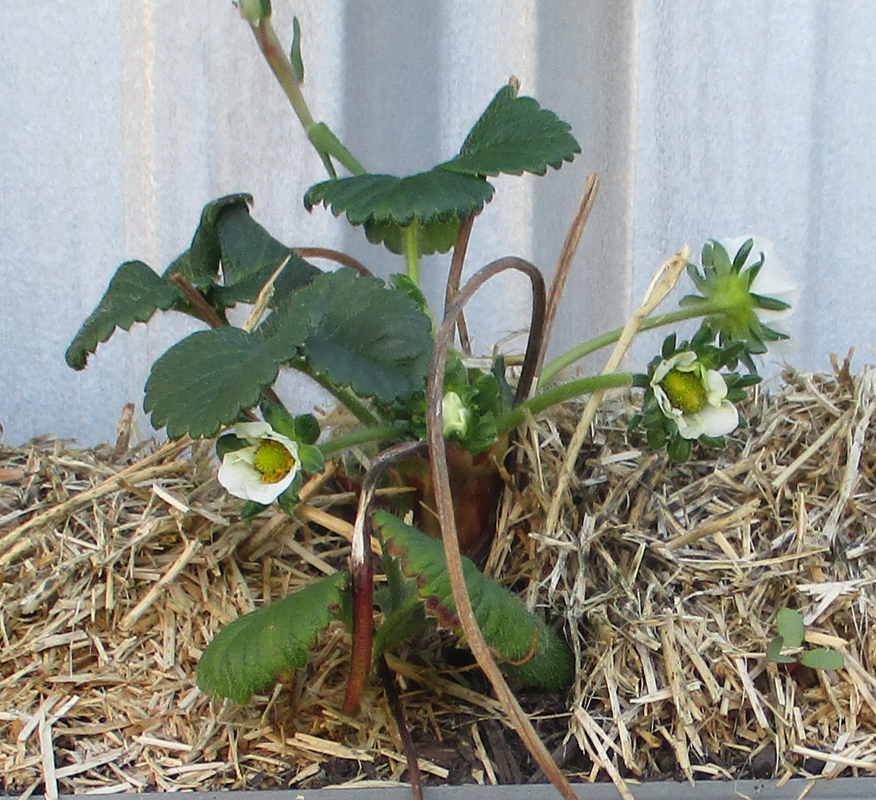 5jul2021-strawberry-flowers-a.png