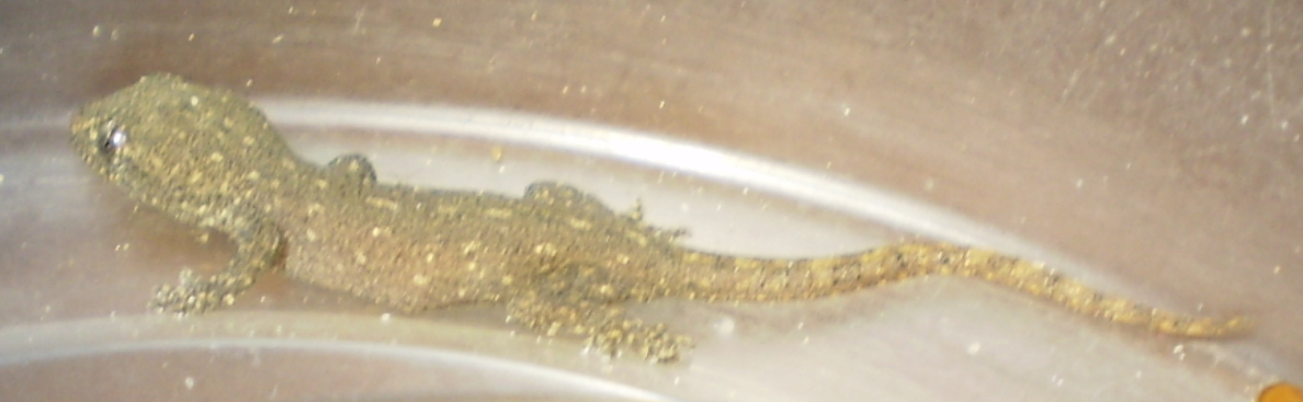 gecko-discovered-living-on-kitchen-benchtop-10jun2019.png