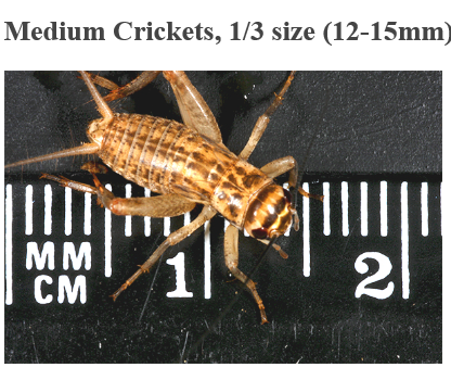 medium-size-crickets.png