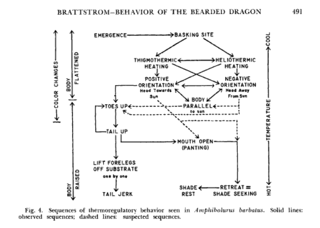 dragon-behaviours-thermoregulation.png