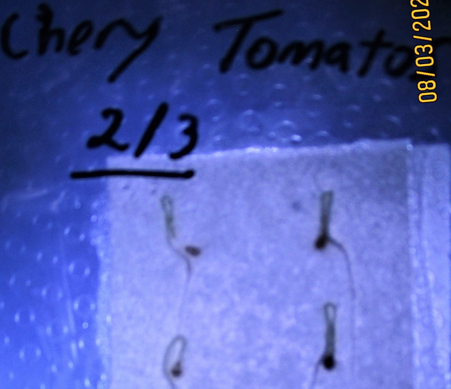cherry-tomatoes-forming-nice-taproots-zoomin.jpg