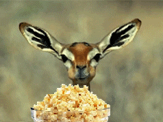 deer-eating-popcorn.gif