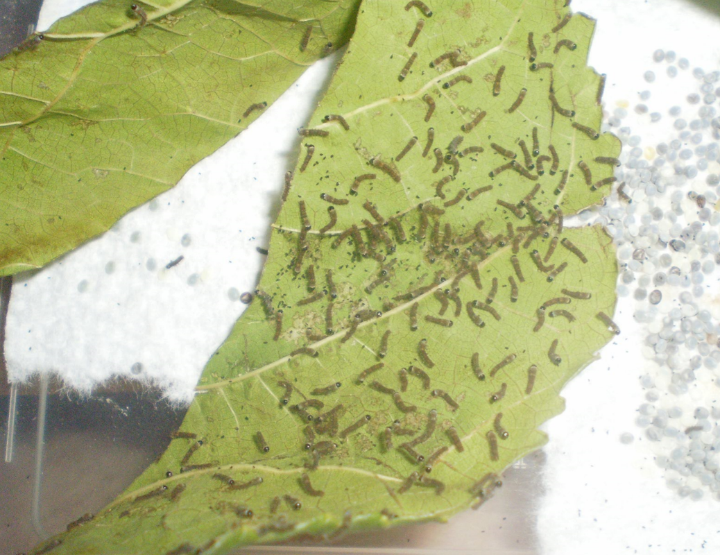 9jul2017_1day_old_silkworms_in_hatch-tube2.png