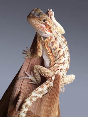 bearded-dragon-info.jpg